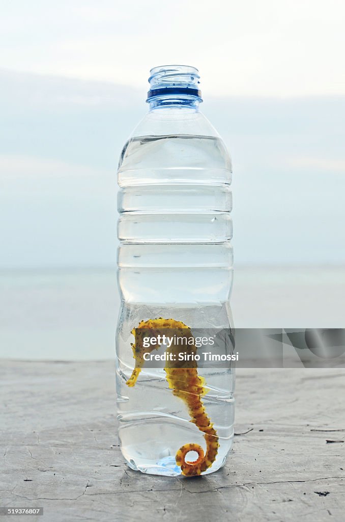 Tiger Tail Seahorse Hippocampus Bottled