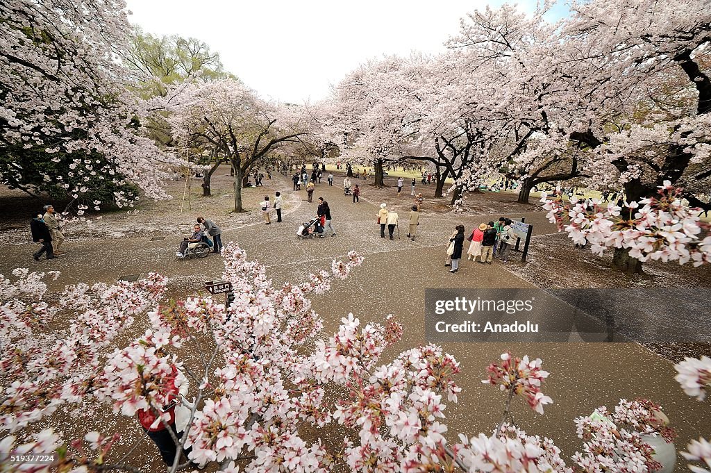 Japanese enjoy the last day of cherry blossom