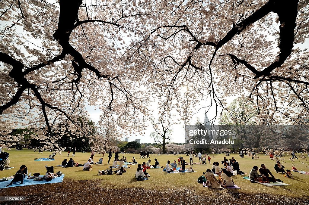 Japanese enjoy the last day of cherry blossom