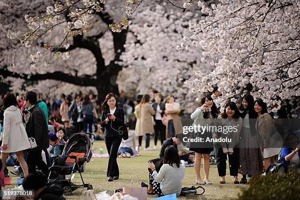 People enjoy the last beautiful day of Hanami, a traditional picnic between family, friends or colleague to enjoy the cherry blossom and the poetry...