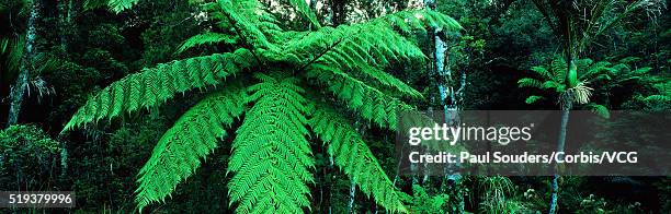fronds of a kauri tree - waipoua forest stock pictures, royalty-free photos & images