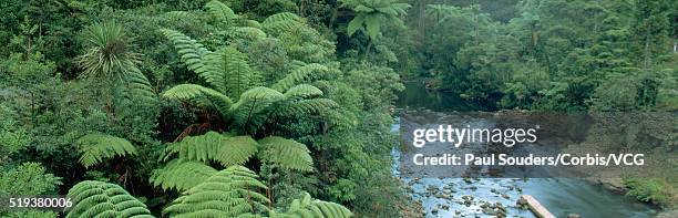tree ferns in the waipoua kauri forest reserve - waipoua forest stock pictures, royalty-free photos & images