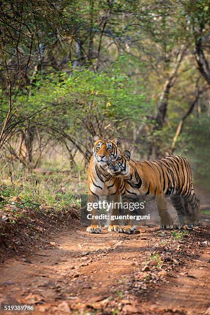 bengal tigers (panthera tigris tigris) in ranthambhore national park - ranthambore national park stock pictures, royalty-free photos & images