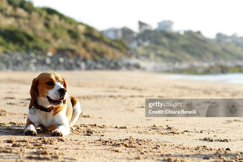 Beach dog