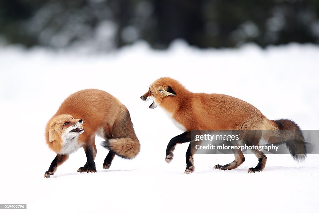 Fox Fight Fox Fight High-Res Stock Photo - Getty Images
