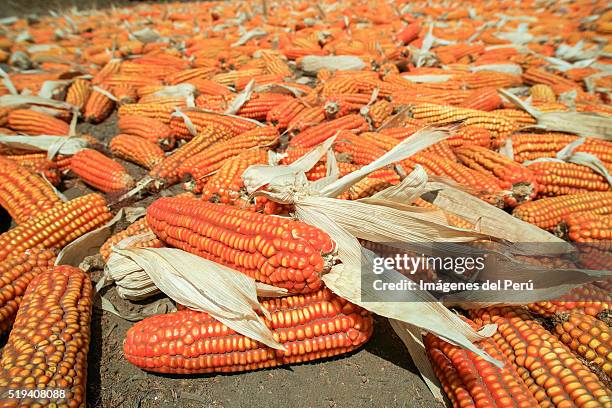 onion / corn  cebolla/maiz - cebolla stockfoto's en -beelden