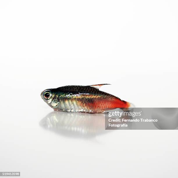 fish - paracheirodon innesi stock pictures, royalty-free photos & images
