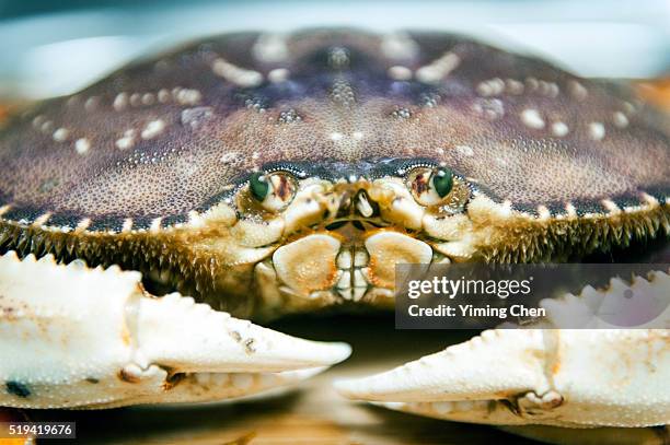 living dungeness crab - dungeness stock pictures, royalty-free photos & images