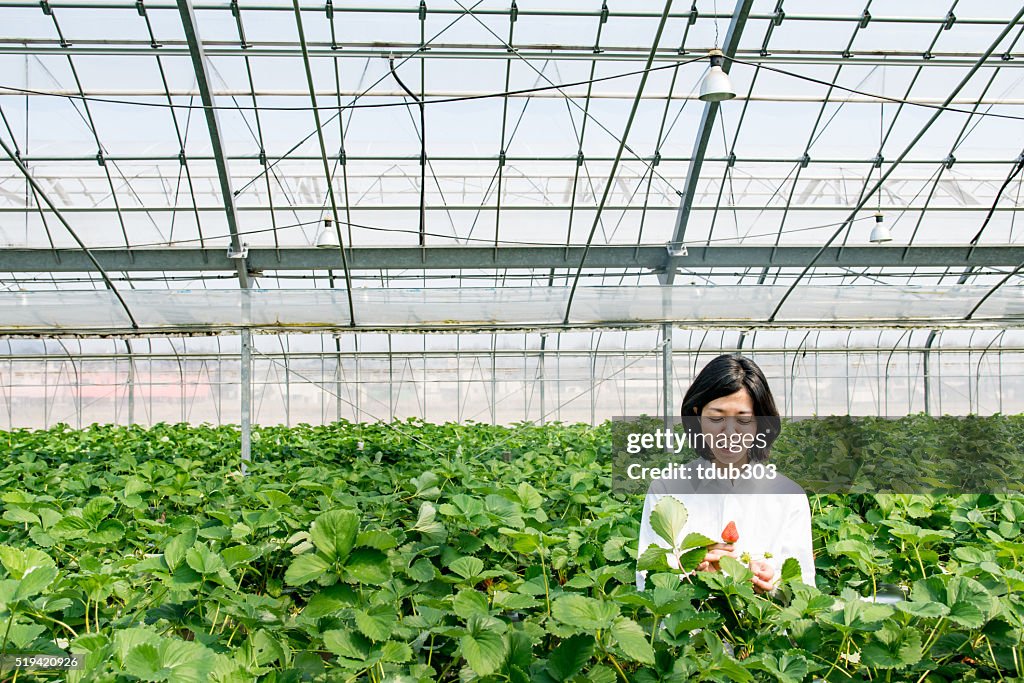 Frau mittleren Alters Landwirt pflücken Erdbeeren in einem Gewächshaus