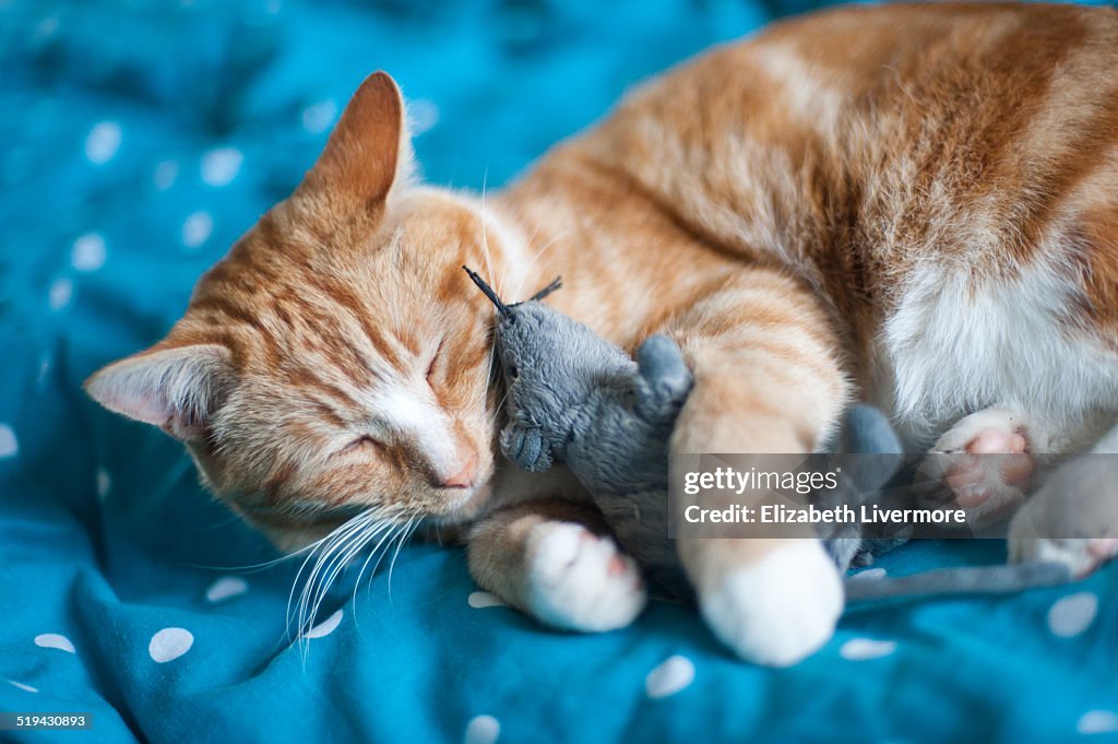 Cat cuddling a toy mouse