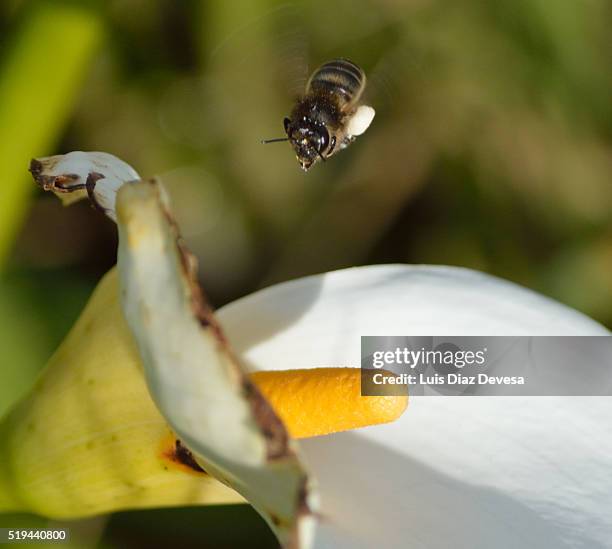 bee flying at calla lilies contryside - ryevale calla lily stock pictures, royalty-free photos & images