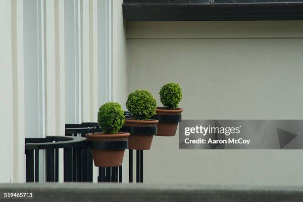 potted plants - boxwood foto e immagini stock