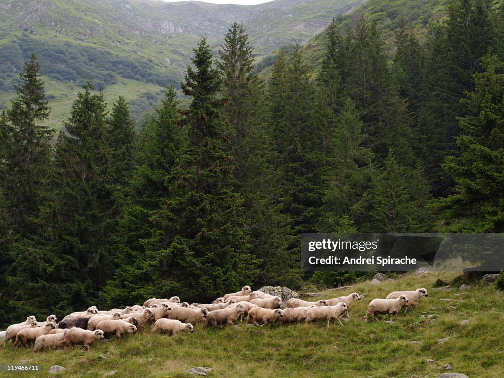 Herd of sheep on the hills