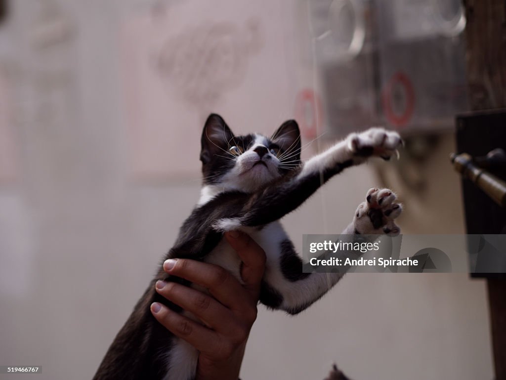 Black and white cat playing