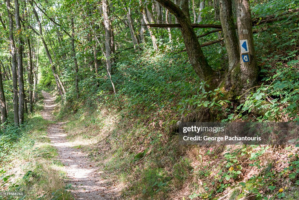 Marked hiking path in the forests of Luxembourg