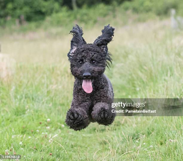 Labradoodle