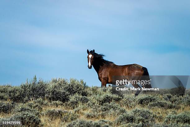 wild horses, wyoming - one animal stock pictures, royalty-free photos & images