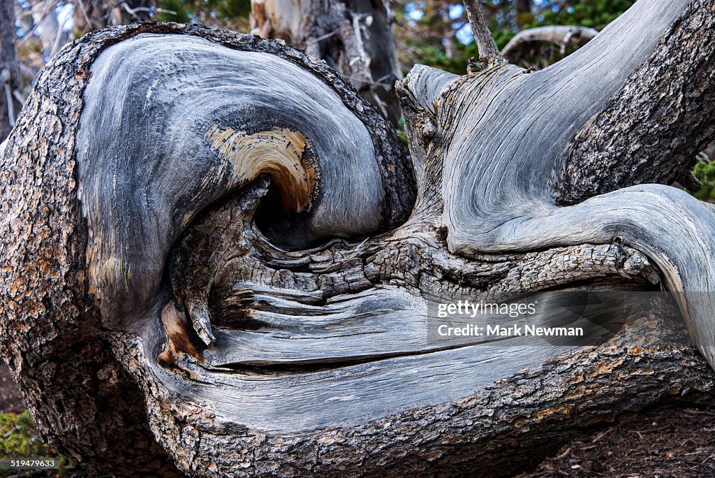 Bristlecone pine in high country