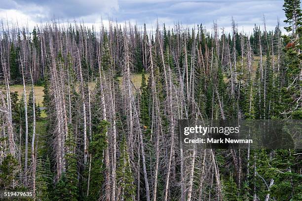 dead forest from spruce bark beetle - contea di iron foto e immagini stock