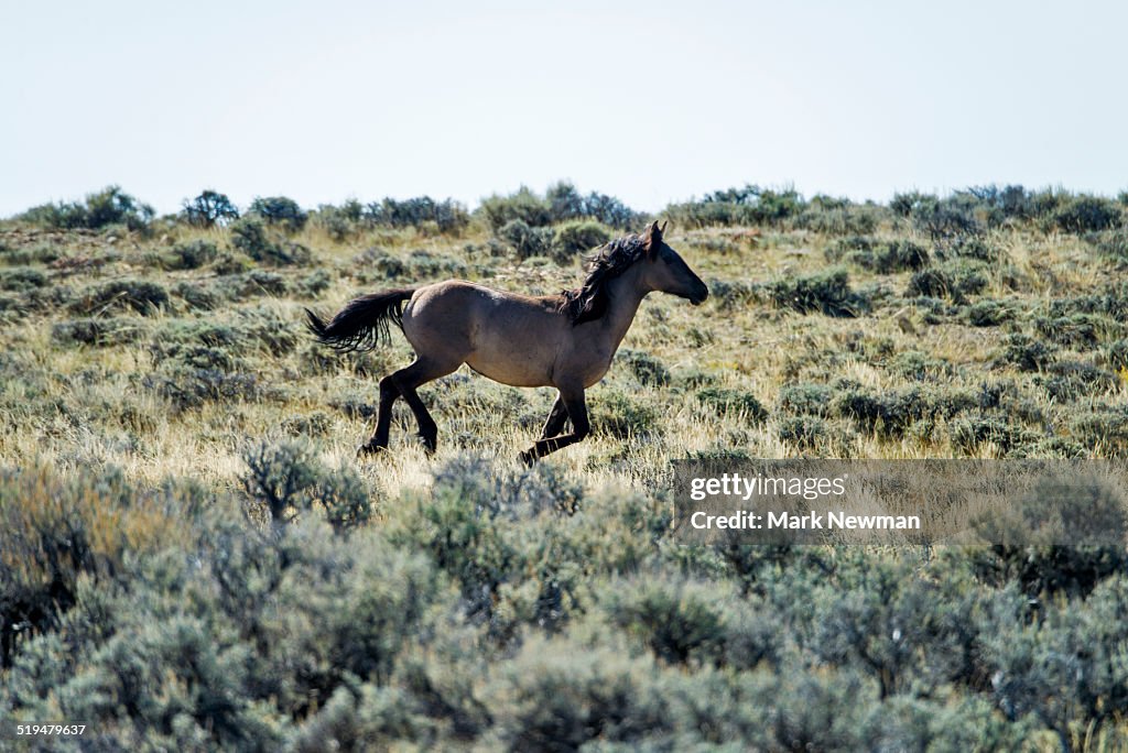 Wild horses,Wyoming