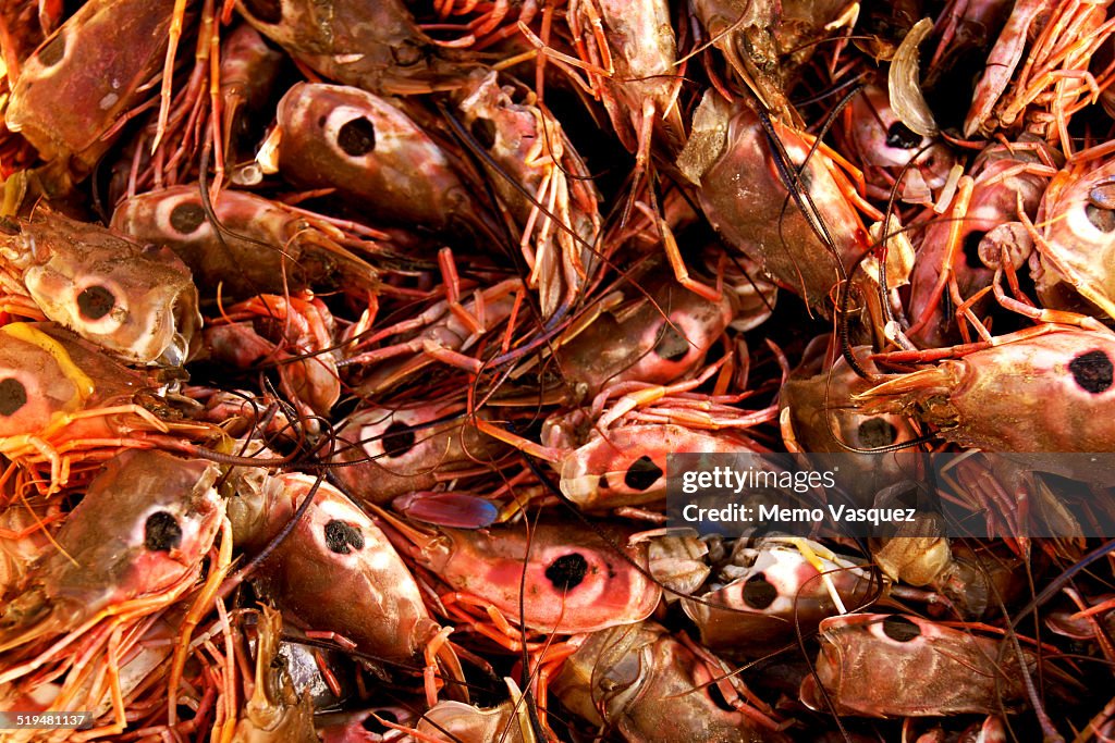 Shrimp heads