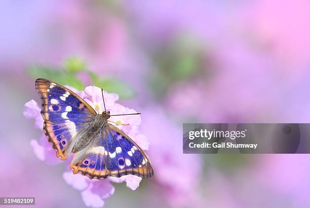 lesser purple emperor butterfly on pink flowers - apatura ilia foto e immagini stock