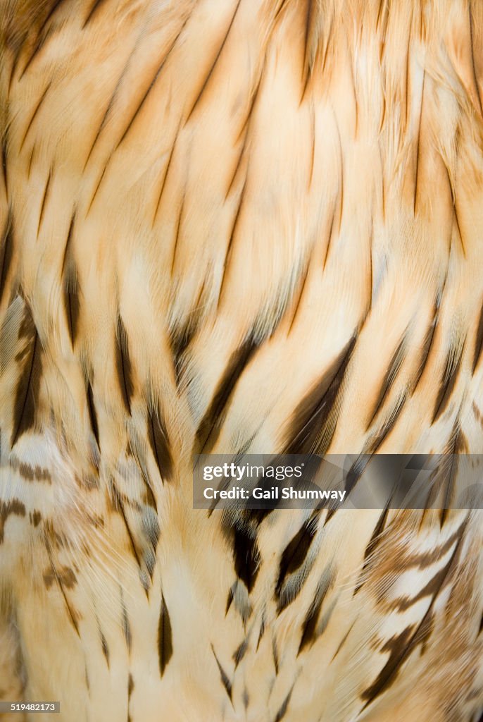 Red tailed hawk feathers