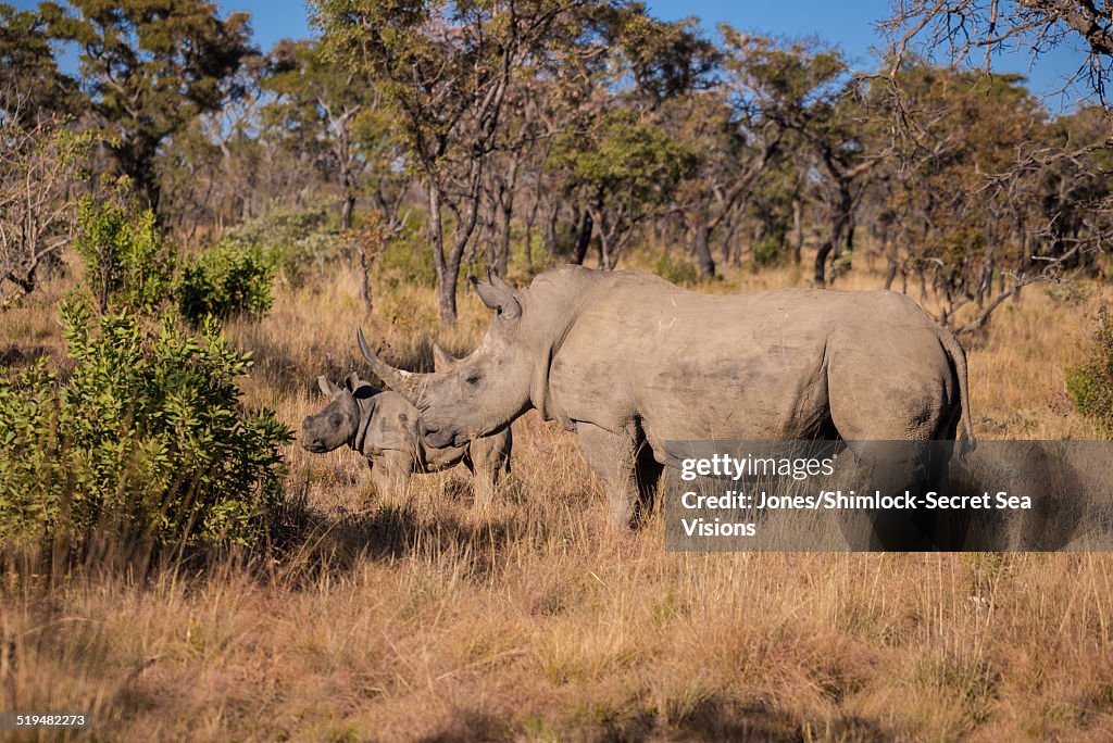 White Rhinoceros mother and calf