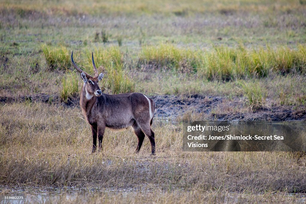 Male Waterbuck