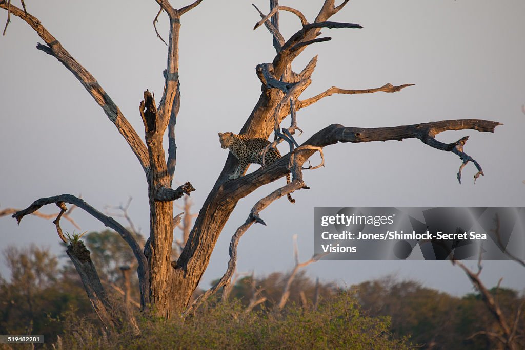 Leopard surveying the savannah