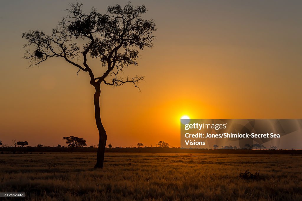 African savannah sunset