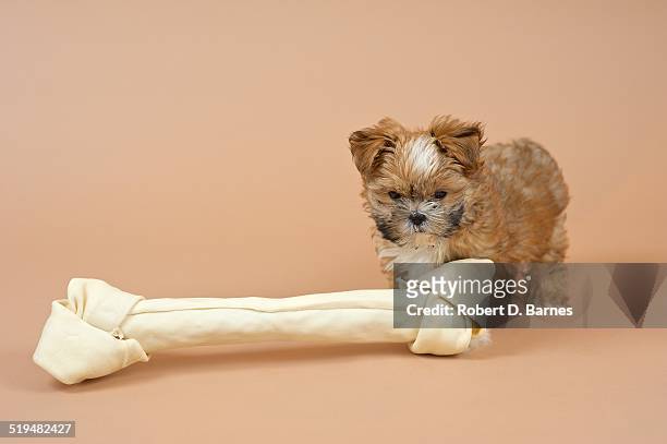 small puppy and big bone - big dog stock pictures, royalty-free photos & images
