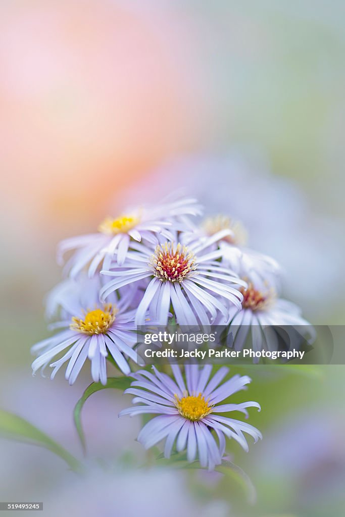 Autumn purple Aster Flowers