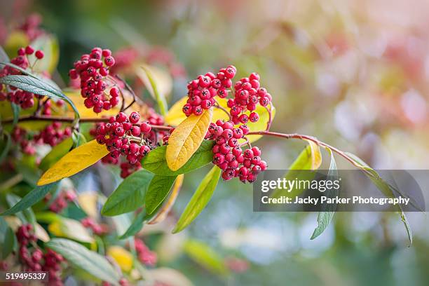 cotoneaster watereri red berries - cotoneaster horizontalis stock pictures, royalty-free photos & images