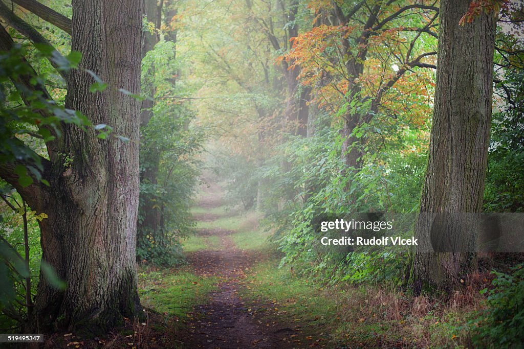 Deciduous trees lining country path