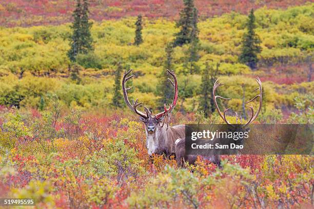 caribous roaming in the wild in alaska - taiga stock-fotos und bilder