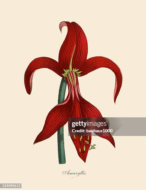 amaryllis plants, victorian botanical illustration - amaryllis stock illustrations