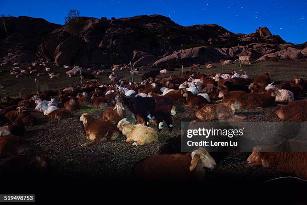 the sheeps is sleeping under stars - sleeping sheep stock pictures, royalty-free photos & images
