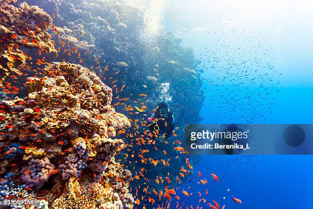 scuba diver woman swims along the reef - coral reef stockfoto's en -beelden