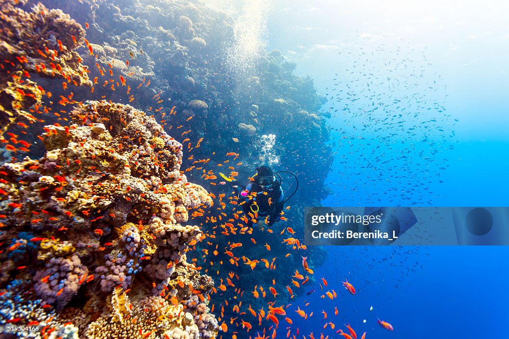 Scuba Diver Woman swims along the reef