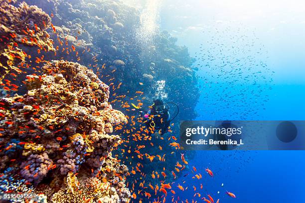 scuba diver woman swims along the reef - reef 個照片及圖片檔