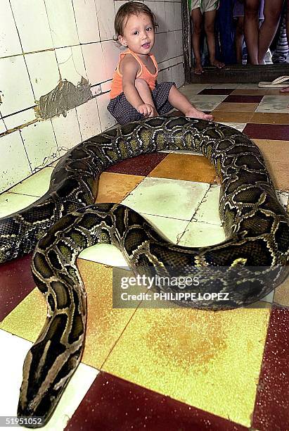 Cambodia Python Cambodia Python Photos and Premium High Res Pictures - Getty Images