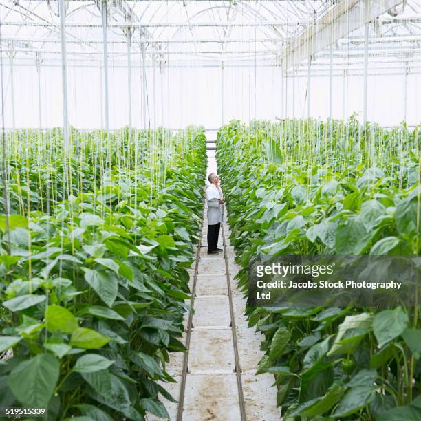 caucasian scientist working in greenhouse - melbourne food imagens e fotografias de stock