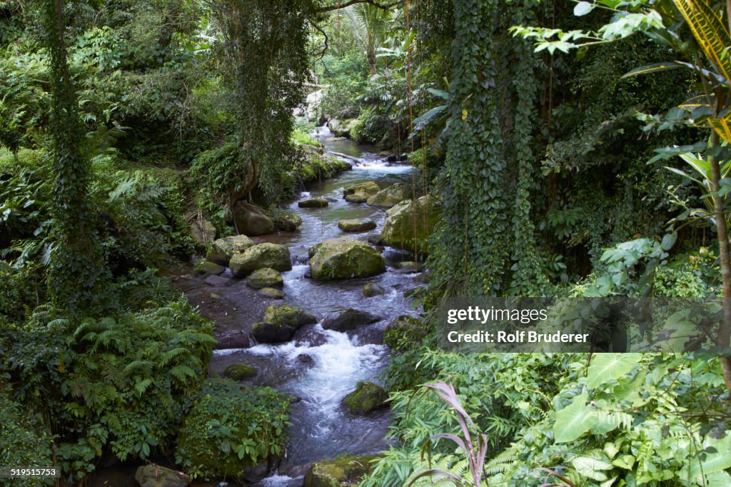 River flowing through lush forest