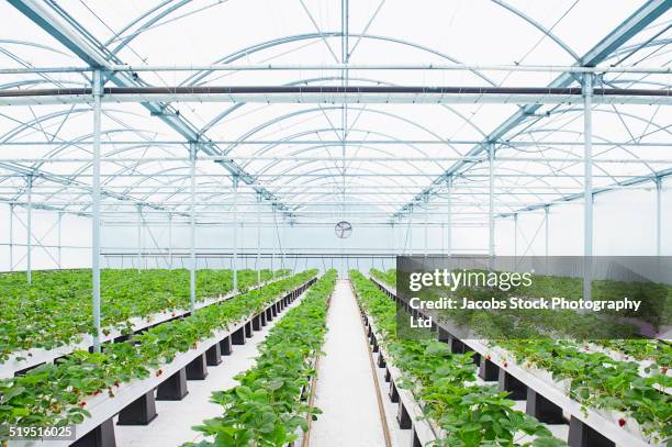 rows of plants growing in greenhouse - invernadero fotografías e imágenes de stock