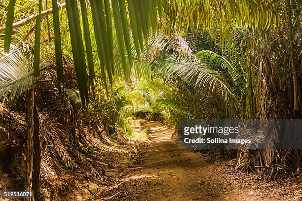 dirt path in lush forest - nayarit stock pictures, royalty-free photos & images
