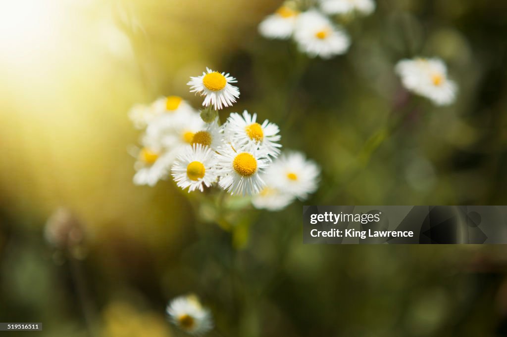 Close up of daisies outdoors