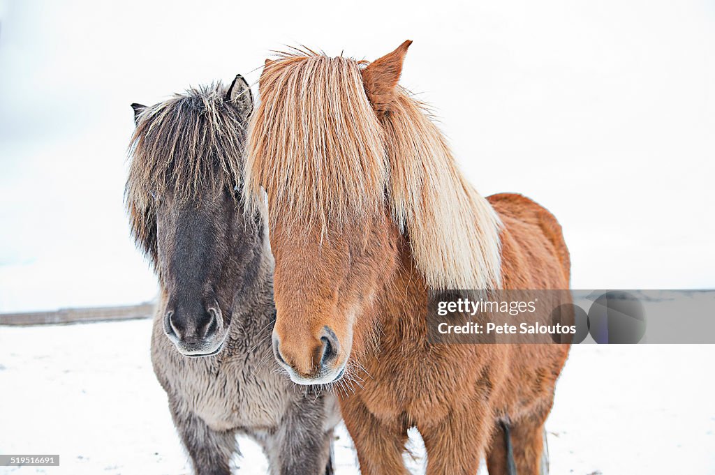 Horses standing in field