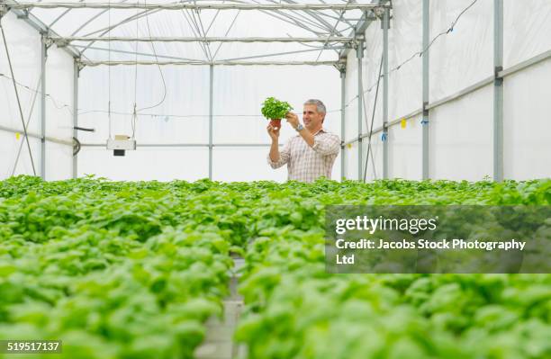 caucasian man examining plants in greenhouse - people white background stock pictures, royalty-free photos & images