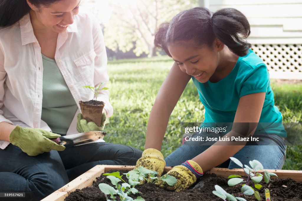 Mixed race mother and daughter gardening together in backyard